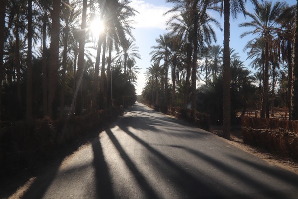 date palms tunisia